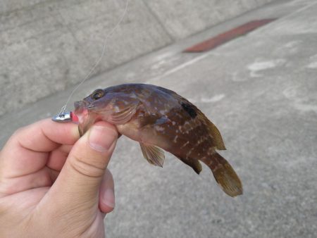 根魚狙い